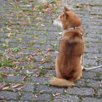 一年前の今日の朝方に遠くへ旅立った小柴