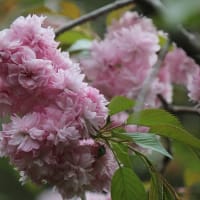 名残桜