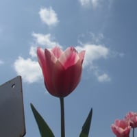 佐倉ふるさと広場