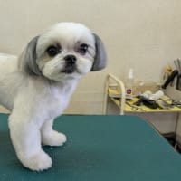 短くカット