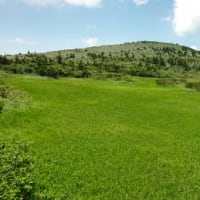 ２０２５年７月９日　北八甲田　田茂萢岳のようす