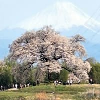 わに塚の一本桜　2025