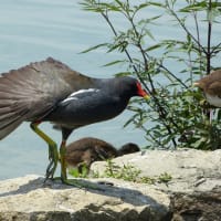 バンの幼鳥