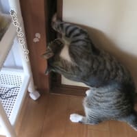 諦めたら終わり！とはいえ…