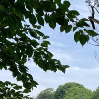 急に夏支度