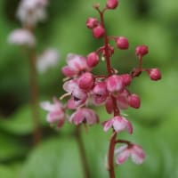 ベニバナイチヤクソウの群生