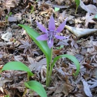 カタクリの花