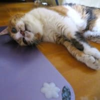 「暑さしのぎ」