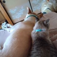 お盆