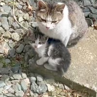 さくらとうめ