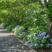 ★しながわ花海道