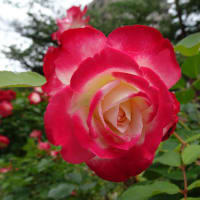 ばら・バラ・薔薇を見ましょう！いやぁ～チト遅かったが！香りを楽しみましょう。