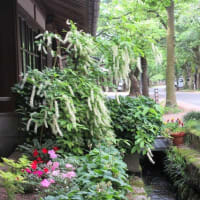裏庭のその後と表花壇の様子