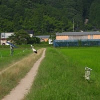 2025年07月05日　コウノトリ目撃情報