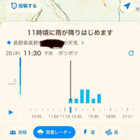 マスカット、パープルに２回目のジベレリン処理