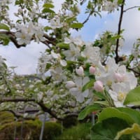 ４月から５月に