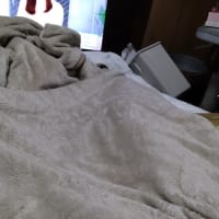 昼間　きれいにあかるい　はれ　おひさま