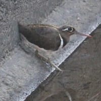 奇跡的に、出会った、タマシギの姿、ドキドキ眺め　(　岐阜県美濃地方　)