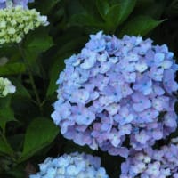 紫陽花