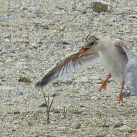 コアジサシの雛の飛ぶ練習