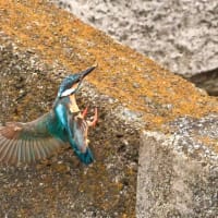 14/Jul   蓮花と八重山吹とムクゲと野良ニャンコとカワセミ