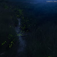 風景写真-自然- Vol.22（蛍撮影 2025-06-06）撮影地：鳥取県鳥取市吉岡温泉町