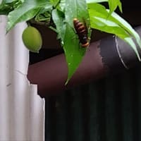 ハチ
