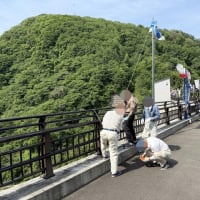 浅川ダムの鯉のぼりを取り外しました！