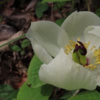 植物生態園の春の花　その１～京都府立植物園2024/4上旬（2）
