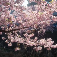 初めての早桜お花見