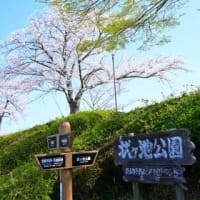 桜めぐり 加東市 '25