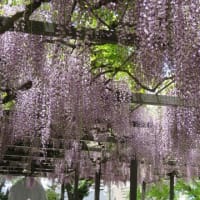 高島城のふじの花