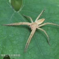 クモとお友だち
