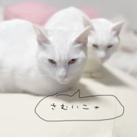 本日から