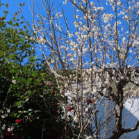 近所の梅模様