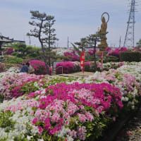 4月28日、仕事帰りに主人の眠る堺市美原区の法雲寺につつじ見学