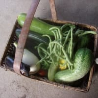 暑いですね