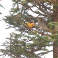 野鳥　７　　ヒヨドリ