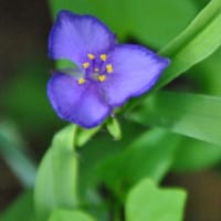 散歩道中学校横の花壇　アイリスの花　　　47