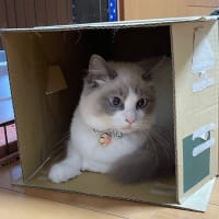 うちの箱入り娘