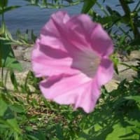 季節折々の花を訪ねて in 滋賀県守山市