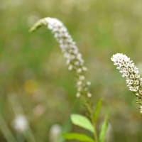 白き小さな花のあつまり。ゆらり。