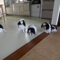 惇の日