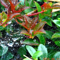 梅雨入、中休み