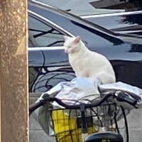 夕ウォーキングの風景。令和7年6月28日。クロちゃんがスリスリモード。