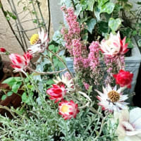 小花たちが咲く庭 〜2024年12月〜