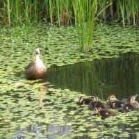 感激！久しぶりのカモちゃん母子との対面