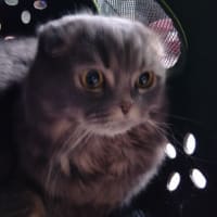 ニャンズ通信