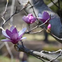 オカメザクラ・春めき桜狩り　神奈川県鎌倉市　日比谷花壇大船フラワーセンター（２）オカメザクラは見頃過ぎ、春めき桜は見頃です