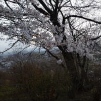 桜＠稲荷山公園界隈